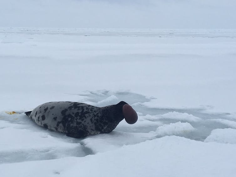 Un phoque à capuchon mâle sur la banquise canadienne