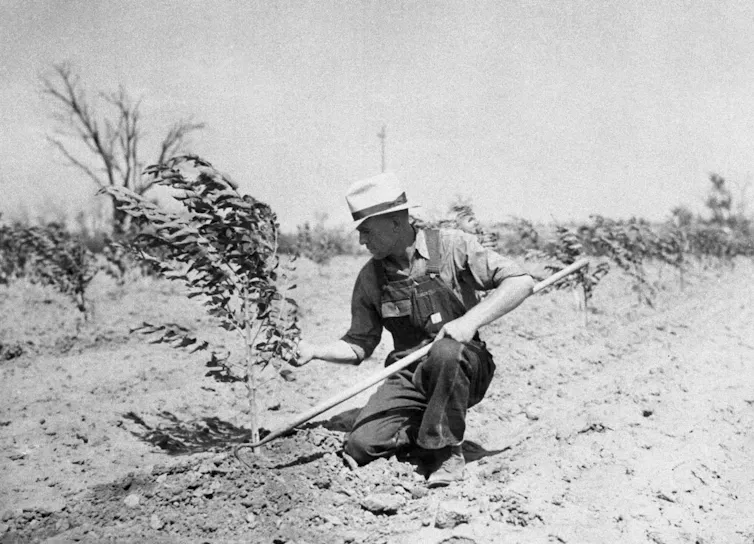 A farmer tends a young tree.