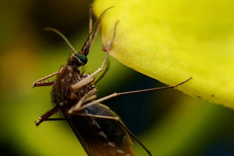 Photographie d’un moustique du genre « Anopheles »