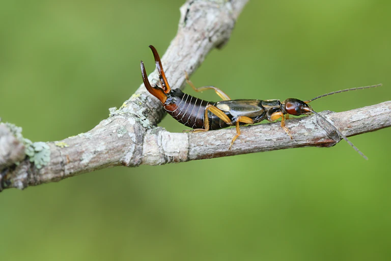 earwig on a branch, green blurry background.