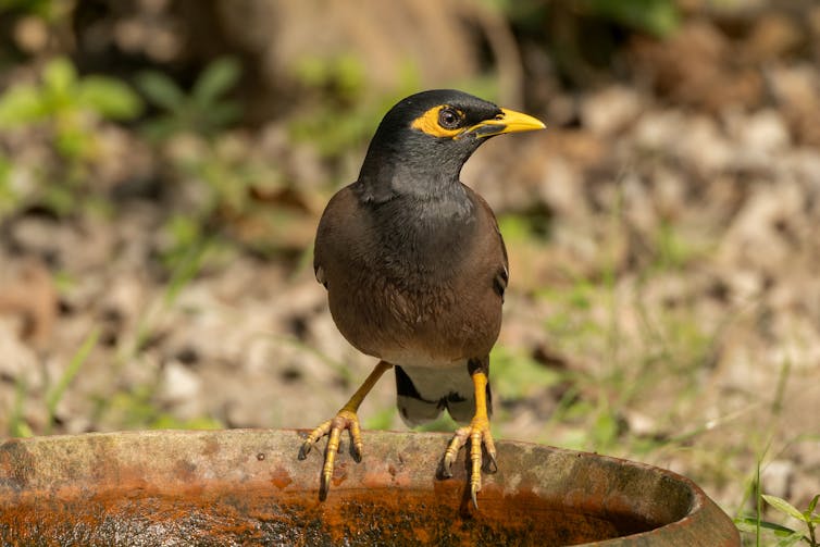 Common Myna (Acridotheres tristis) in Rabindra Sarobar, South Kolkata, West Bengal, India.