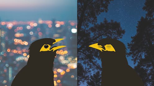 Sleepy birds, quiet dawns: how noisy, bright city nights disrupt and change birdsong