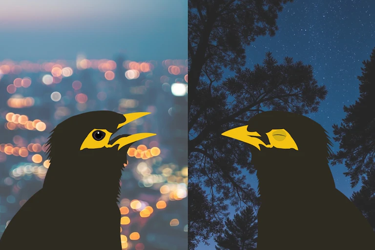 An illustration of two birds, one with eyes open, one sleeping, with urban lights in the background