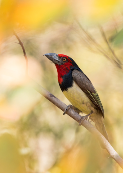 Side profile of a black-collared barbet (_Lybius torquatus_) resting on a branch, The Panhandle, Okavango Delta, Botswana.