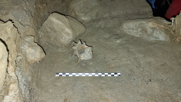 bone in cave, next to measure rule
