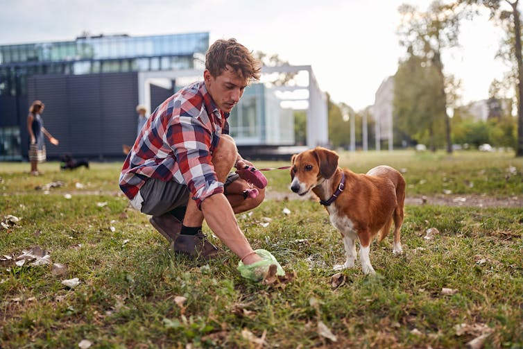 A man picks up his dog's poo in the park, while his small brown and white dog watches.