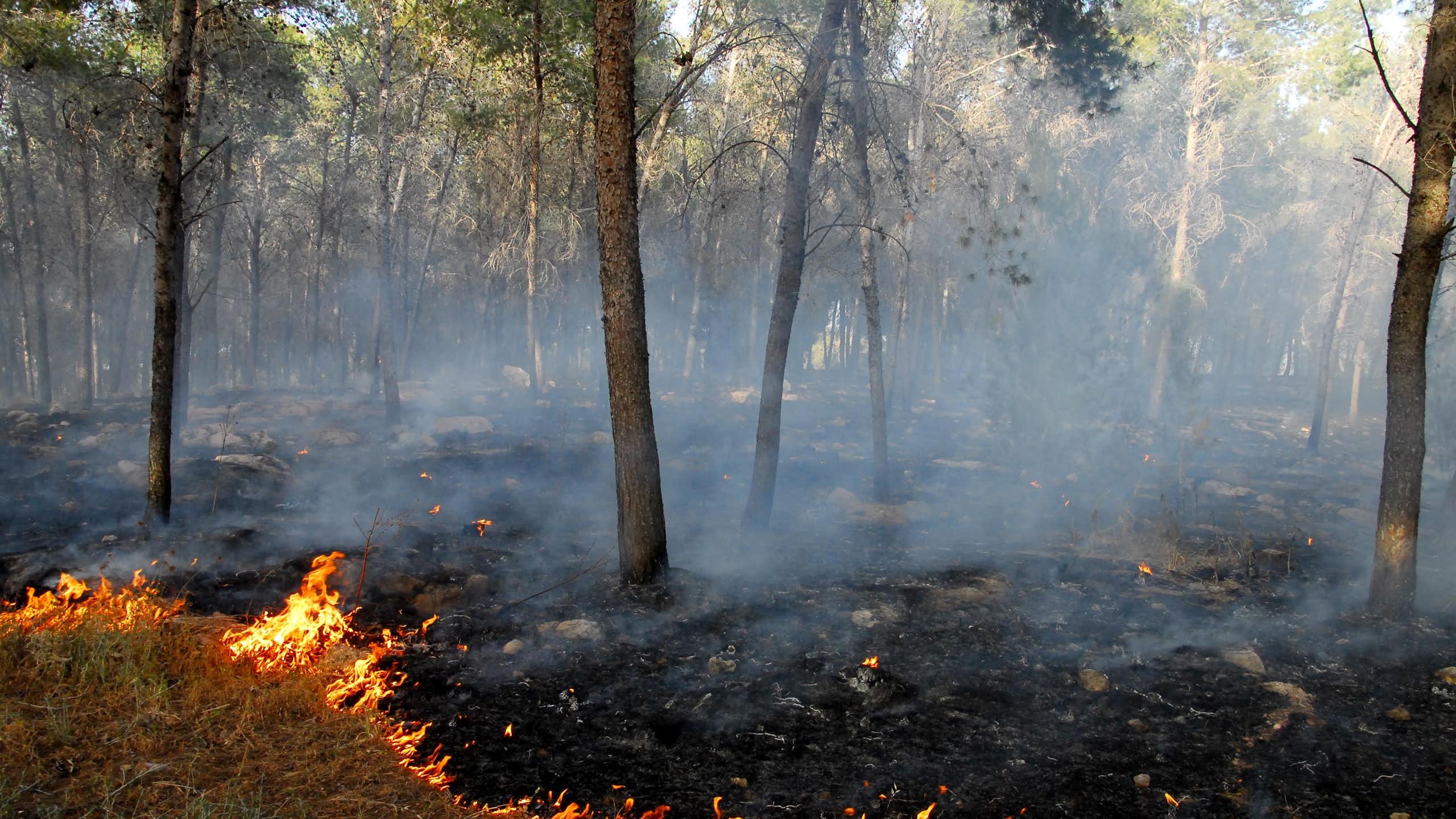 Restaurar el patrón natural de los fuegos ayudaría a conservar los ecosistemas y evitar incendios peligrosos