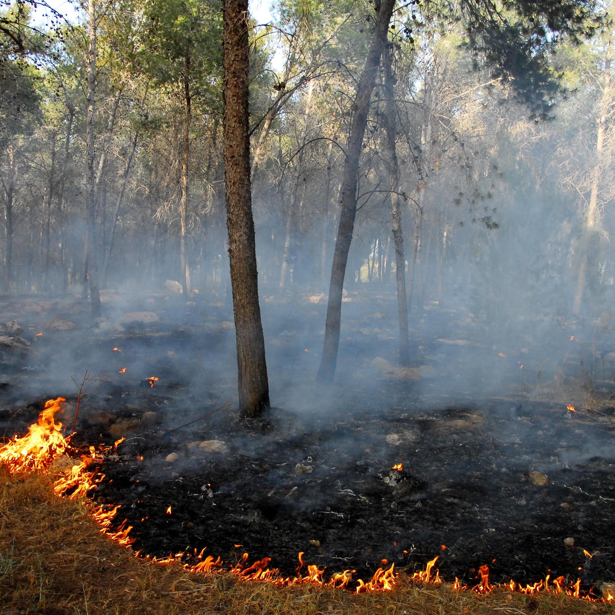 Restaurar el patrón natural de los fuegos ayudaría a conservar los ecosistemas y evitar incendios peligrosos
