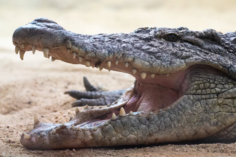 Um crocodilo do Nilo descansa na areia com a boca aberta, revelando uma dentição completa de dentes afiados.