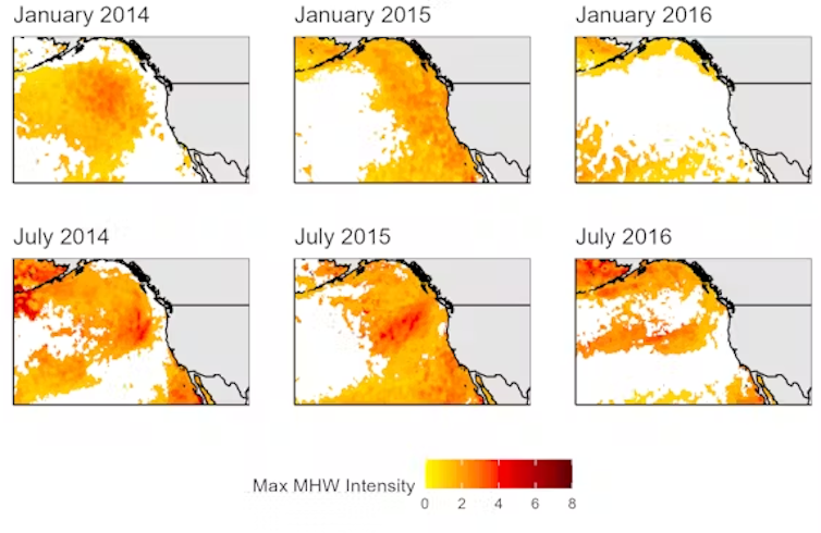 six maps of the west coast of north america showing the intensity of the ocean heat wave using colours from yellow to red. The heat-wave areas grow larger before dissipating in the last map
