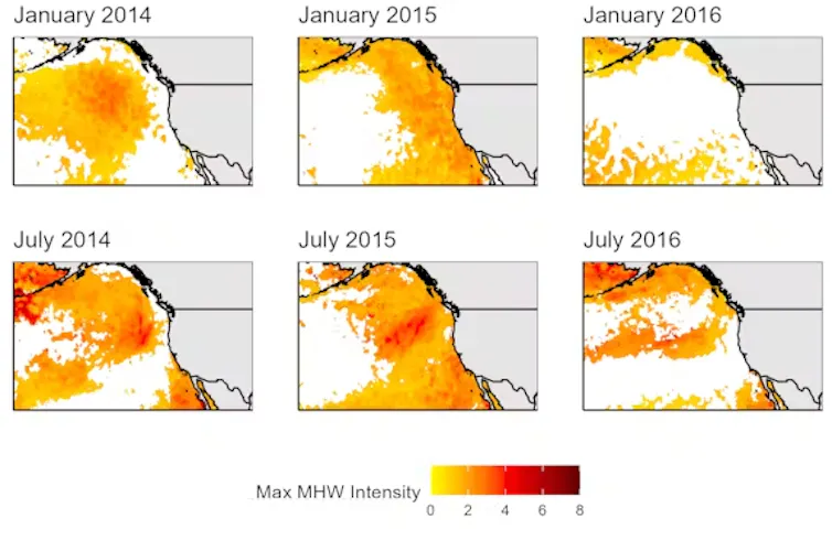 six maps of the west coast of north america showing the intensity of the ocean heat wave using colours from yellow to red. The heat-wave areas grow larger before dissipating in the last map