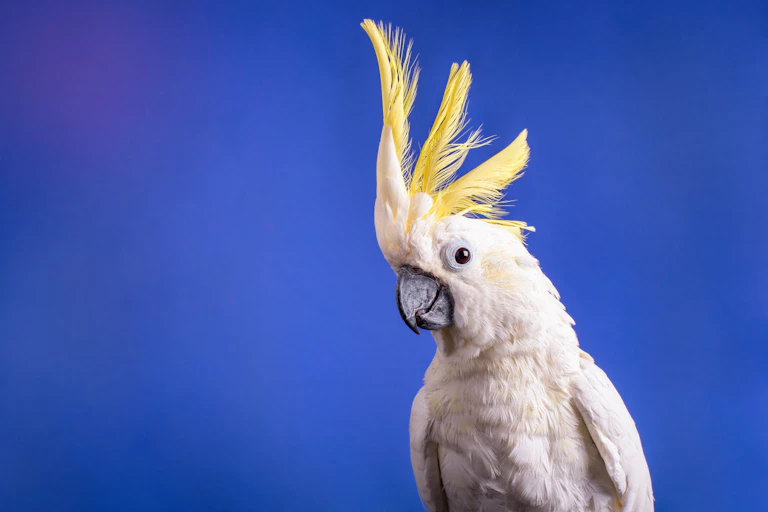 cockatoo close up