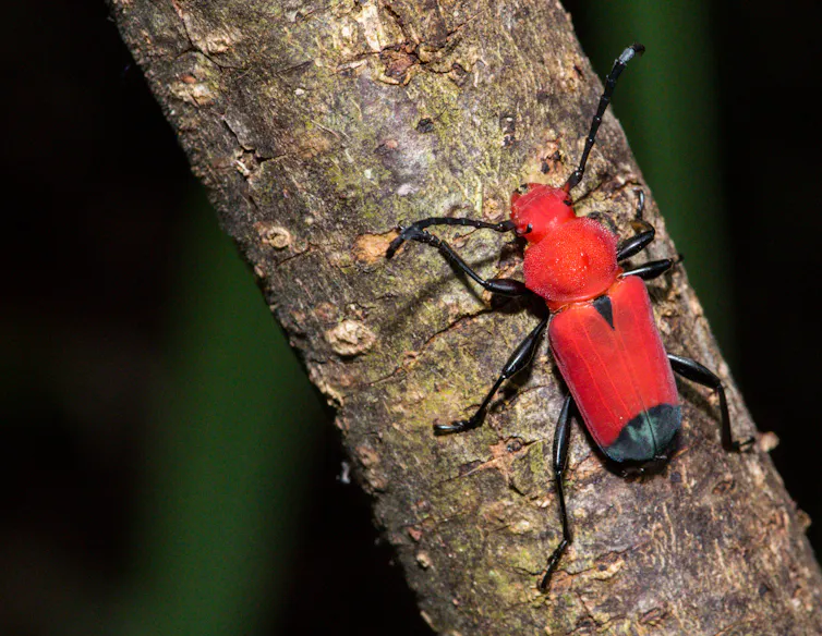 a red and black insect on a tree trunk
