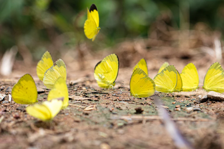 yellow butterflies on forest floor in Vietnam