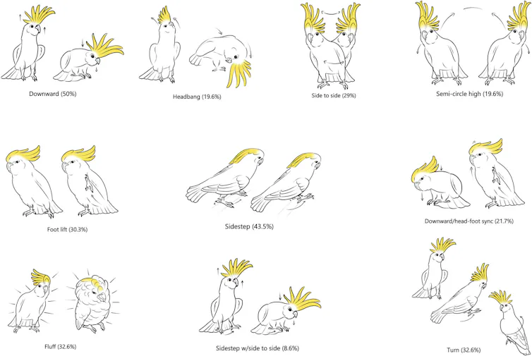 figure showing popular cockatoo dance moves.