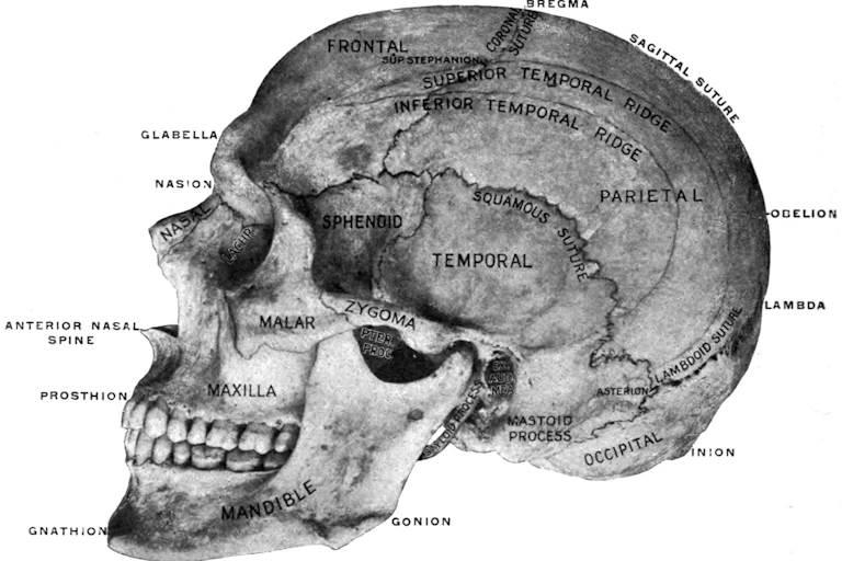 Labelled illustration of skull