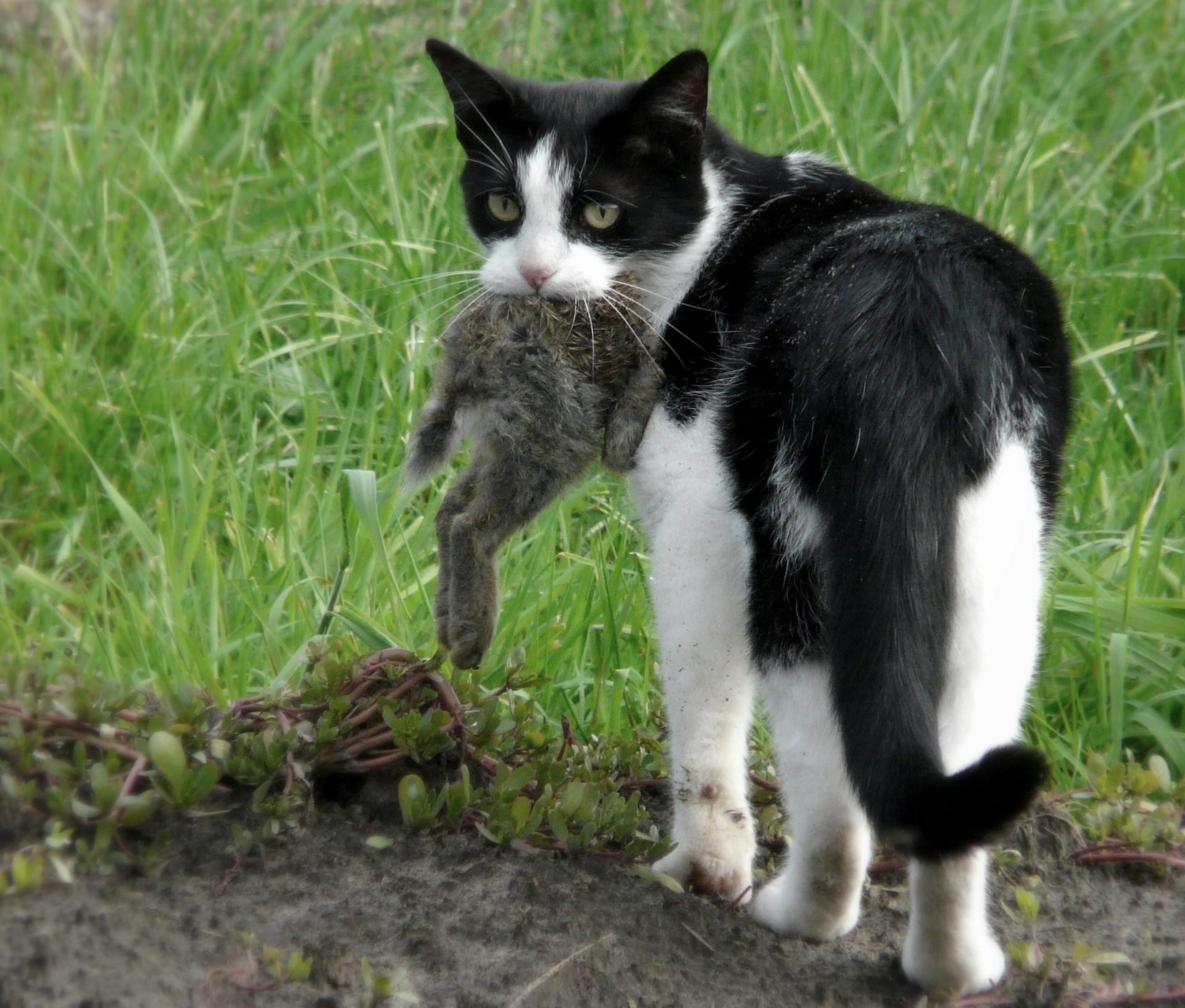 cat ate bird