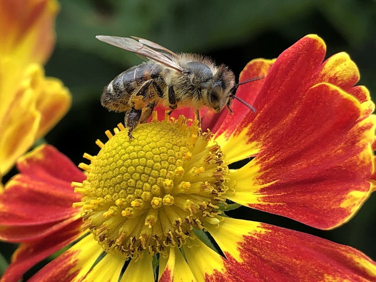 A bee sitting on a red and yellow flower