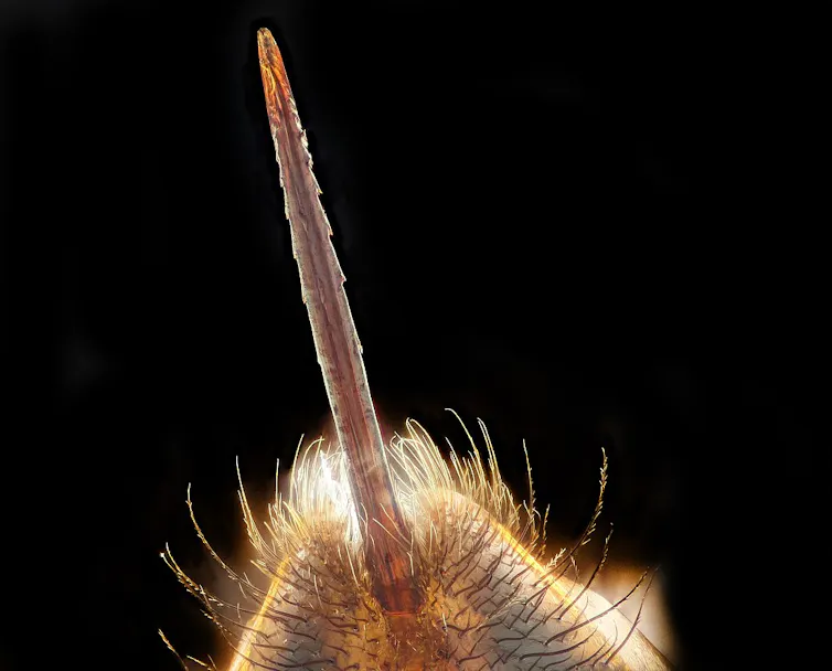 A closeup of a bee's stinger