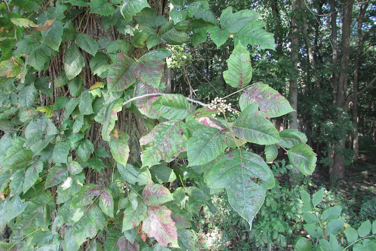 Poison ivy with big leaves growing on a tree