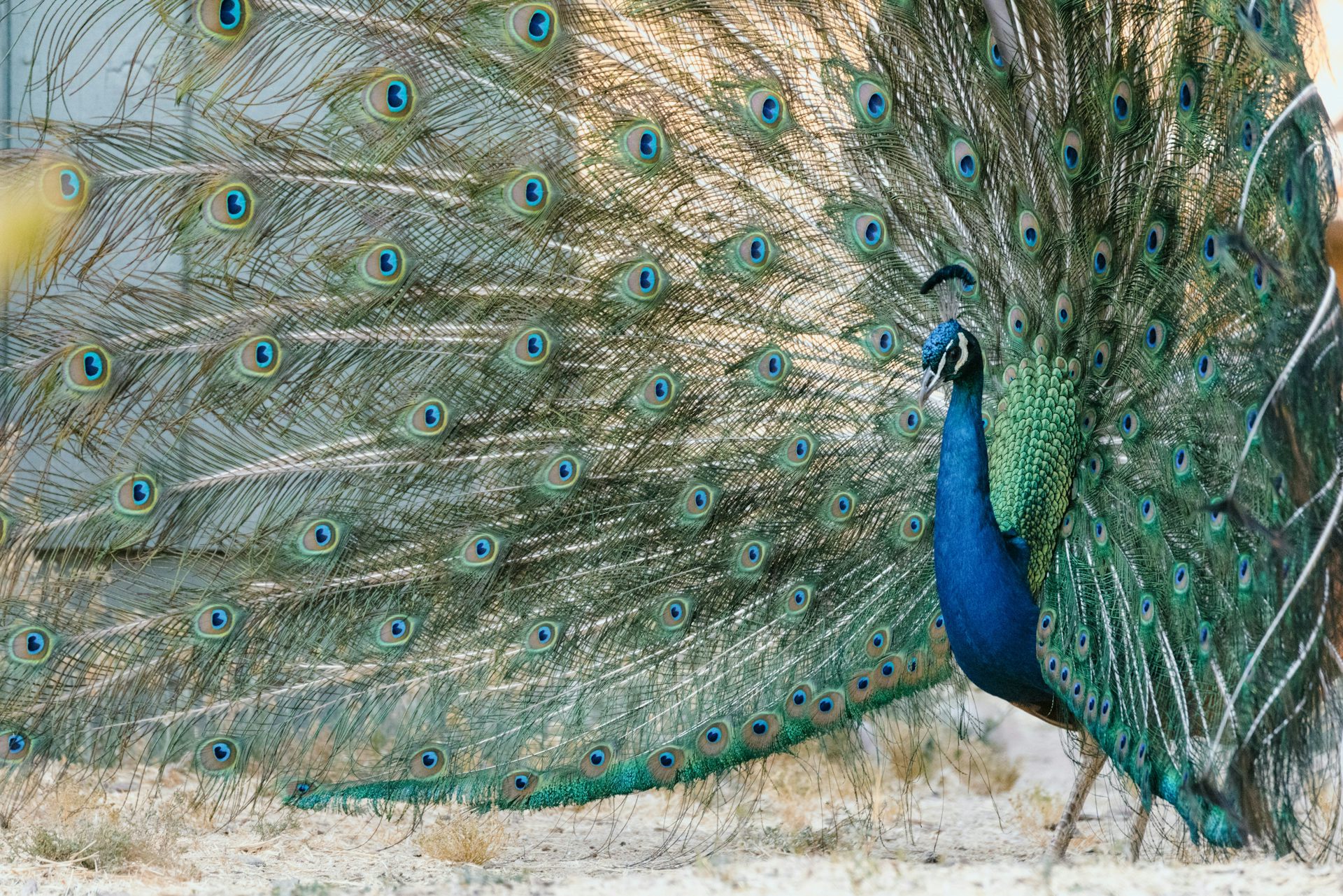 a peacock with his tail feathers fanned out