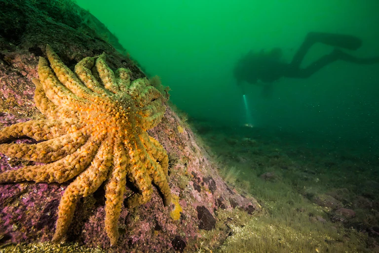 a large starfish resting on a rock underwater, a diver swims by in the background