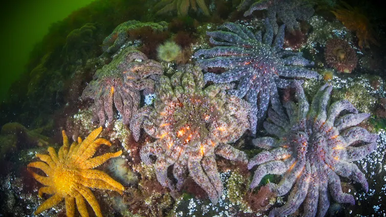 a group or large starfish with several arms