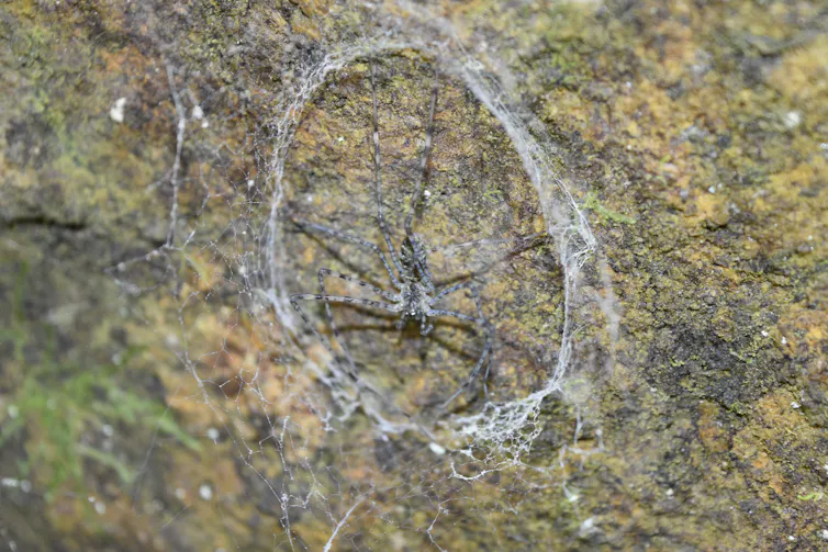 La araña negra y marrón camuflada sobre el musgo, con una red circular y recta a su alrededor, atrapada en la roca