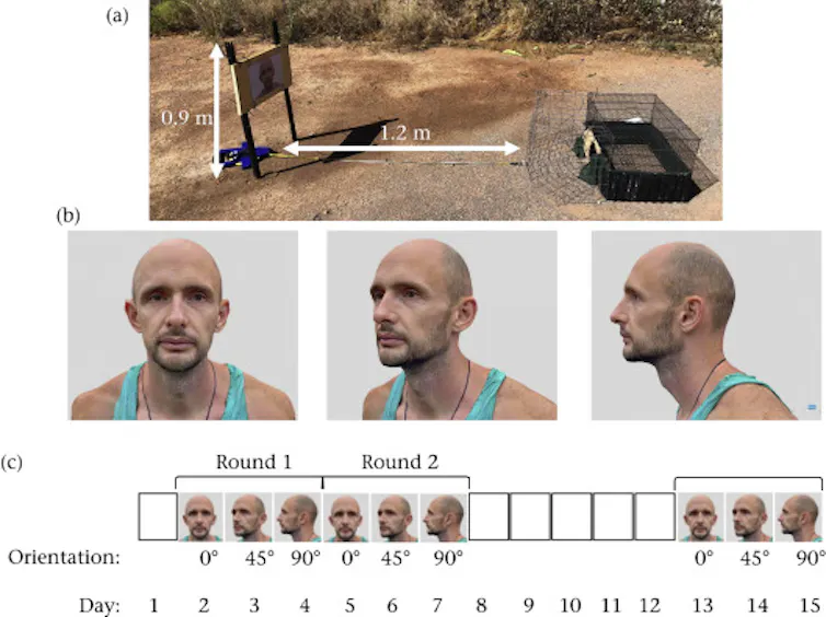 Experimental set-up for the gaze aversion test, showing the bird feeder 1.2m from a board showing the image of a man either looking at the feeder or off to one side and what was displayed on different days.