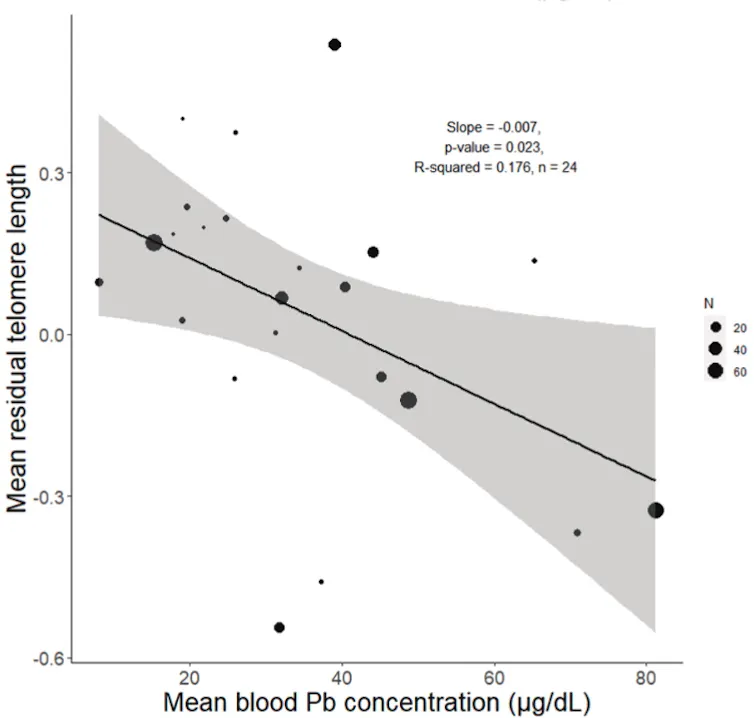 A chart showing the negative relationship between telomere length and blood lead concentration in Broken Hill house sparrows.