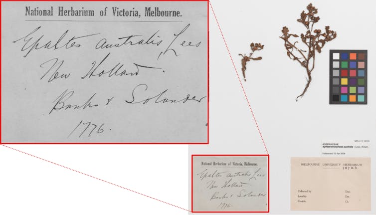 A composite image showing a pressed plant specimen collected by Joseph Banks and Daniel Solander in 1770 together with a scale and colour chart, alongside a closeup of the handwritten label