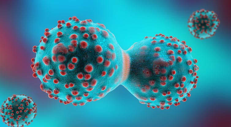 A digital drawing depicting two cancer cells in the process of dividing.
