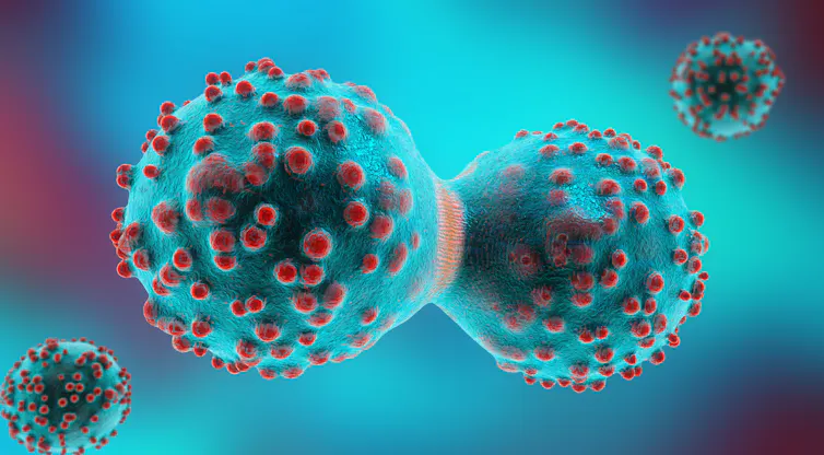 A digital drawing depicting two cancer cells in the process of dividing.
