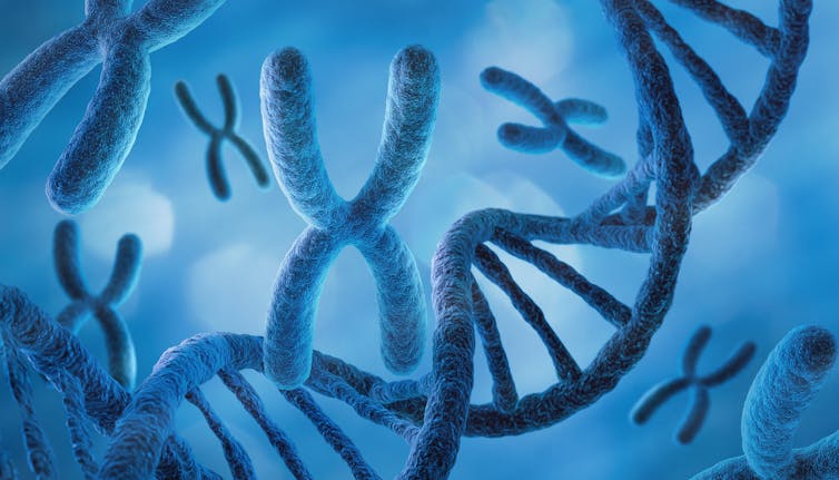 A digital drawing depicting a strand of DNA, alongside the X chromosome.