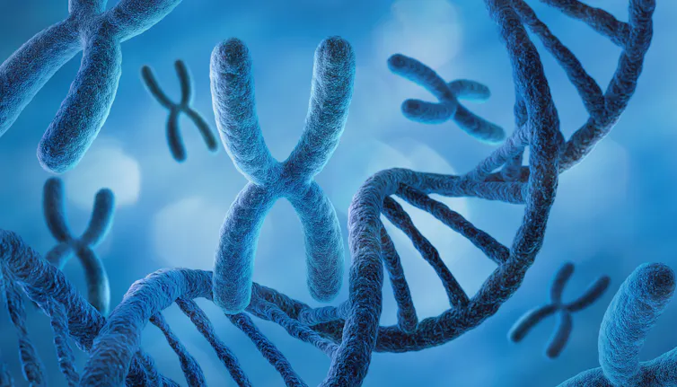 A digital drawing depicting a strand of DNA, alongside the X chromosome.