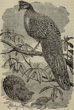 a black and white engraving of a peacock sitting in a branch.