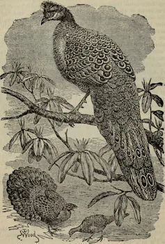 gravure en noir et blanc d’un paon assis sur une branche