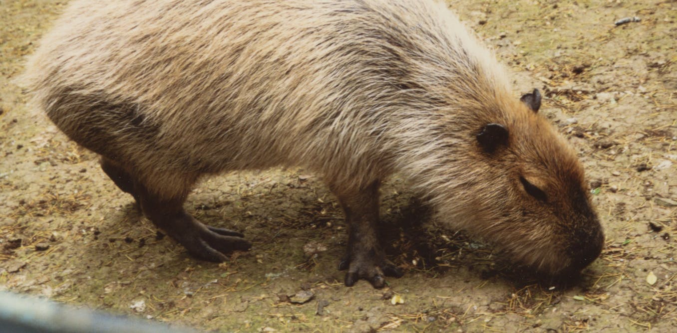 ¿Quiénes son los capibaras, esos curiosos roedores que se han ganado el corazón de los internautas?