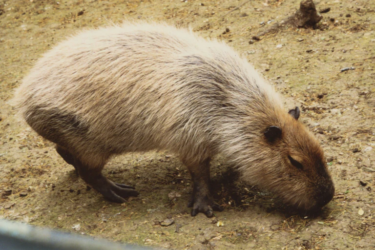 Un capibara de pie acerca su hocico al suelo arenoso
