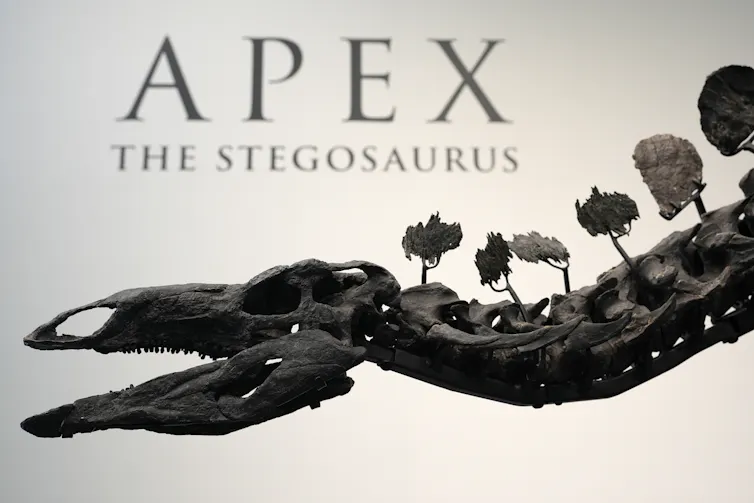esqueleto de um dinossauro; ao fundo, uma placa com os dizeres ‘Apex, o estegossauro’