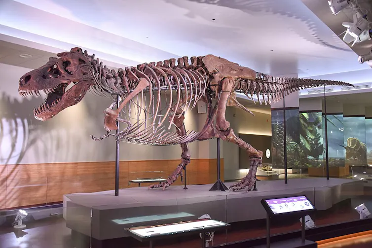 esqueleto de um grande dinossauro em exposição em um museu