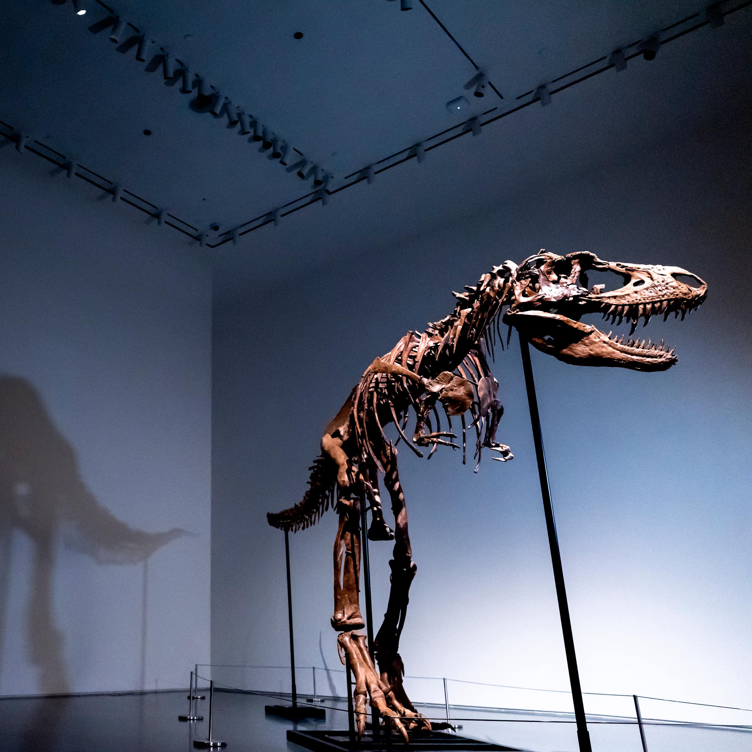 a dinosaur fossil on display