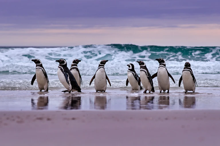 A group of Magellanic penguins standing on the ocean's edge.