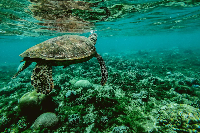 A turtle swimming over a reef