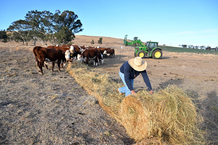 A farmer unwraps a fresh hay bale to hand feed his cattle on his farm, near Cootamundra, NSW, Tuesday, May 13, 2025.