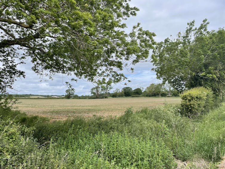 A view of hedgerow and trees and a crop field beyond