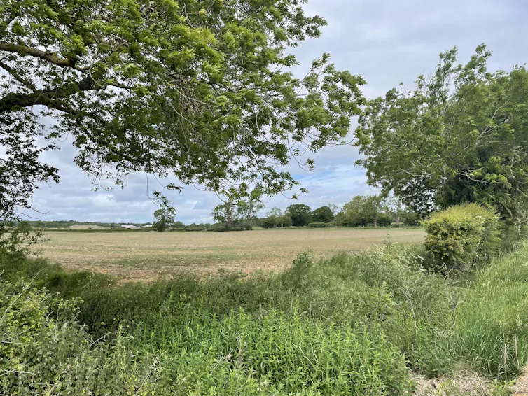 A view of hedgerow and trees and a crop field beyond