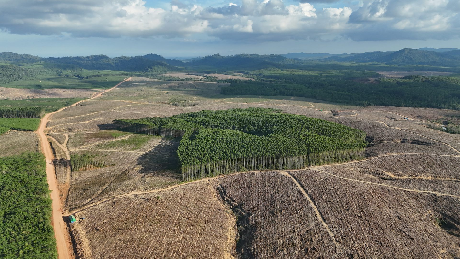 Paradoks ekspor biomassa: Hutan hilang, batu bara bertahan, karbon tak berkurang