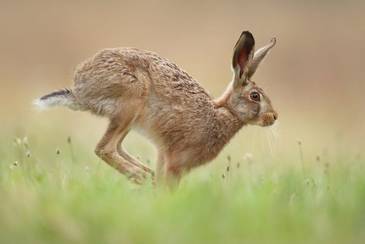 Hare running