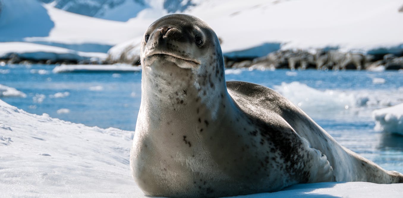 Antarctic leopard seal ‘songs’ are surprisingly similar to nursery rhymes Antarctic leopard seal ‘songs’ are surprisingly similar to nursery rhymes